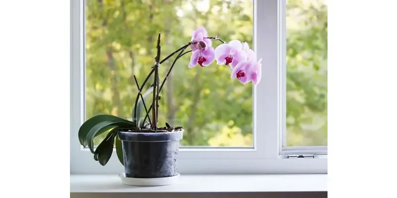 Vasi per orchidee